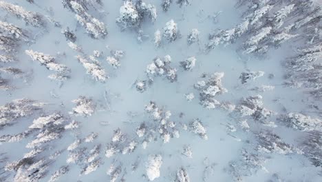 Drone-Descends-in-A-Slow-Spiral-Above-Snow-Covered-Trees-in-Lapland,-Finland,-Arctic-Circle