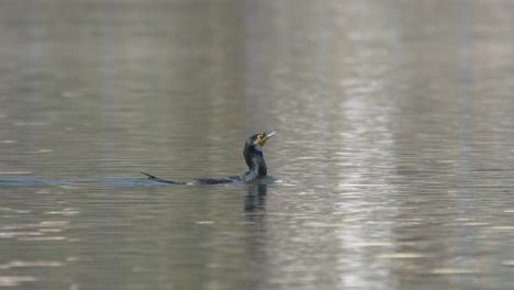 A-cormorant-swimming-around-in-a-lake-trying-to-swallow-a-fish-that-it-caught