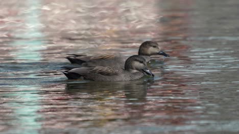 Two-wild-gadwalls-swimming-around-in-a-lake-on-a-sunny-day