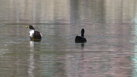 Two-wild-ducks-swimming-around-on-a-lake-on-a-sunny-day