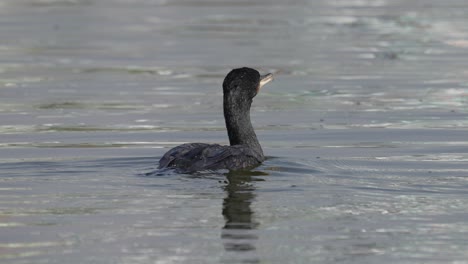 A-cormorant-swimming-around-on-a-lake-in-the-sunshine-before-diving-into-the-water-to-go-fishing