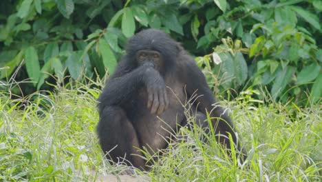 Bonobo-In-Einer-Natürlichen-Savanne,-Demokratische-Republik-Kongo,-Kongo