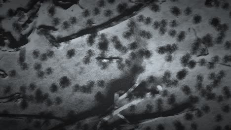 Black-and-white-microscopic-view,-showcasing-numerous-irregularly-shaped-bacteria-clusters-scattered-across-the-field-of-view-with-varying-densities