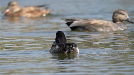 An-immature-Tufted-Duck-swimming-around-on-a-lake