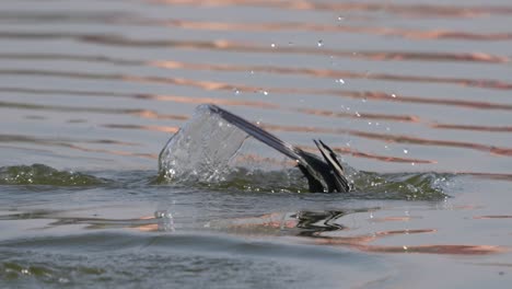 Algunos-Cormoranes-Nadando-En-Un-Lago-Y-Luego-Sumergiéndose-En-El-Agua-Para-Ir-A-Pescar.