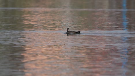 Un-Pato-Salvaje-Nadando-En-Un-Lago-En-Un-Día-Soleado