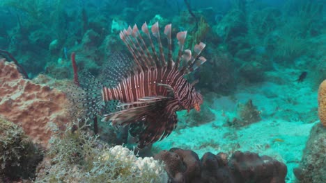 Ein-Wunderschöner-Rotfeuerfisch,-Der-Nahe-Am-Riff-Schwimmt-Und-Auf-Eine-Muräne-Zugeht