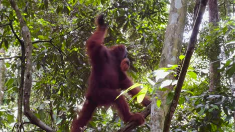 An-orangutan-in-the-Sumatran-jungle,-Indonesia