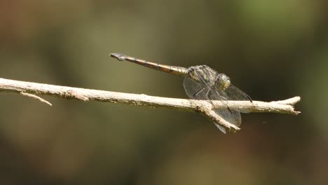 Dragonfly-relaxing-on-stick---eyes-
