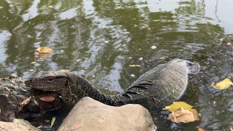Monitor-varanus-lizard-up-close-in-fresh-water-lake-Lumpini-Park-Bangkok