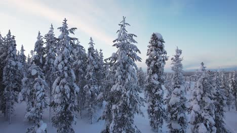 Drone-Ascends-In-Forest-of-Snow-covered-Trees-in-Lapland,-Finland,-Arctic-Circle