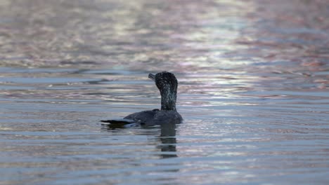 A-cormorant-swimming-around-on-a-lake-in-the-sunshine-before-diving-into-the-water-to-go-fishing