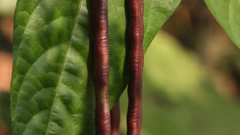 rajma-chitra-seeds-food---leaf-