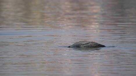 A-juvenile-cormorant-swimming-around-on-a-lake-in-the-sunshine