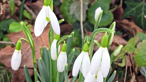 Snowdrop-flowers---Galanthus--in-early-spring