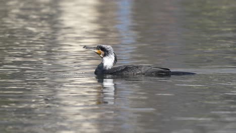 A-juvenile-cormorant-swimming-around-on-a-lake-in-the-sunshine