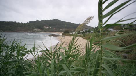 Green-grass-moving-with-the-wind-at-the-beach-on-a-cloudy-day
