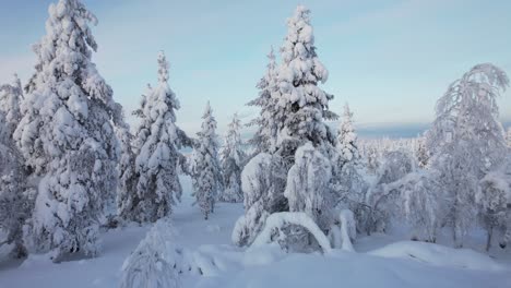 Drone-Flies-Backwards-Through-Small-Gap-In-Between-Snow-covered-Trees-in-Lapland,-Finland,-Arctic-Circle