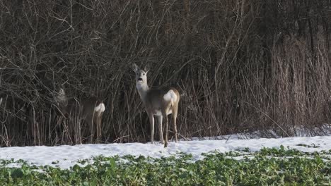 Doe-standing-alert-in-the-snowy-brush-as-the-camera-moves-closer