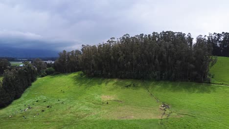 aerial-video-of-a-lush-forest-showing-in-the-background-the-obelisk-sector-in-the-parish-of-alóag-in-the-canton-mejía,-province-of-pichincha,-Ecuador