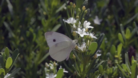 MACRO-White-Moth-Feeding-On-Creeping-Boobialla-Flower-SLOW-MOTION