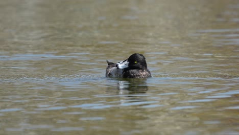 An-immature-Tufted-Duck-scratching-its-head-and-swimming-around-on-a-lake