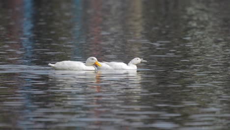 Two-white-domestic-ducks-swimming-around-in-a-lake