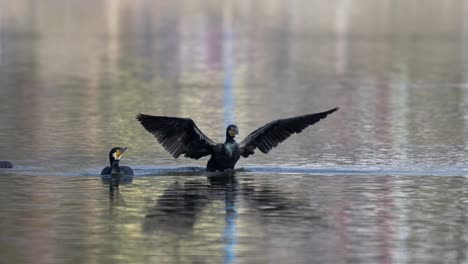 Some-cormorants-swimming-around-in-a-lake-enjoying-the-warm-sunshine-in-between-fishing