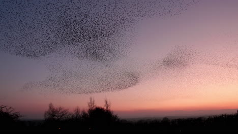 Starling-murmuration-and-their-formation-to-the-serene-sunset-backdrop