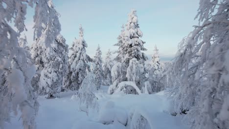 Drohne-Fliegt-Vorwärts-Durch-Eine-Kleine-Lücke-Zwischen-Schneebedeckten-Bäumen-In-Lappland,-Finnland,-Am-Polarkreis