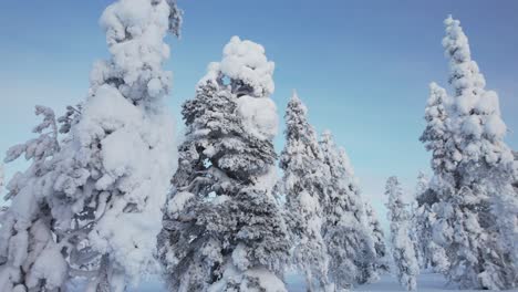 Drones-Circulan-Alrededor-De-árboles-Cubiertos-De-Nieve-En-Laponia,-Finlandia