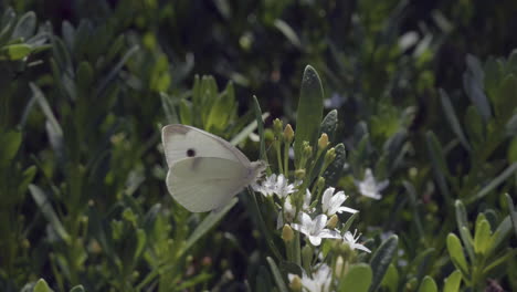 SLOW-MOTION-White-Cabbage-Moth-Feeding-On-Garden-Flower,-MACRO