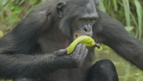 Bonobo-Comiendo-Plátano-En-Un-Bosque-Natural,-República-Democrática-Del-Congo