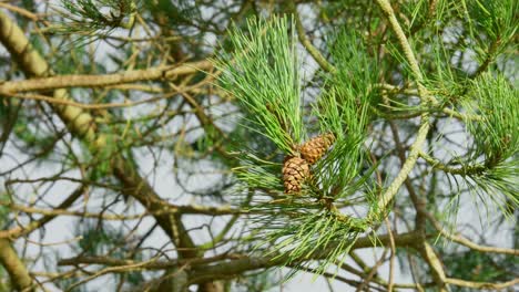 Austrian-pine-tree-with-pine-cones.-European-black-pine