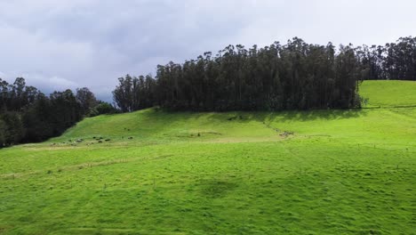 Andenszene:-Grüne-Wiese-Und-Wald-In-Alóag,-Pichincha,-Ecuador