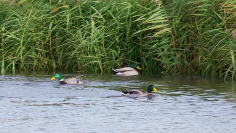Wild-ducks-on-a-salt-marsh-lake-on-the-Lincolnshire-coast