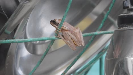 Jumping-frog---waiting-for-food-
