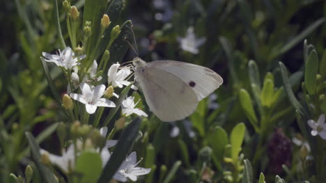 White-Cabbage-Butterfly-Feeds-On-Small-Flower-In-Garden,-SLOW-MOTION