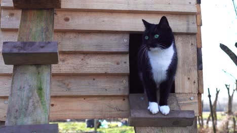 Green-eye-cat-stand-in-outdoor-wooden-cat-house,-look-around-and-walk-away