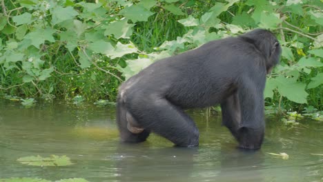 Bonobo-Caminando-En-Un-Lago-En-El-Denso-Bosque,-Congo-Rdc