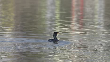 A-cormorant-swimming-around-in-a-lake-when-another-cormorant-pops-out-of-the-water-in-front-of-it