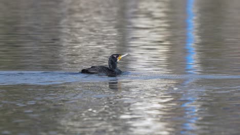 A-cormorant-flapping-its-wing-and-then-swimming-around-on-a-lake-in-the-sunshine