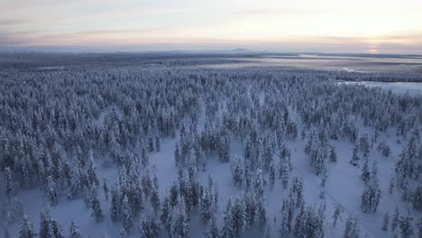 Vista-Aérea-Del-Paisaje-Cubierto-De-Nieve-Con-árboles-Cubiertos-De-Nieve-Al-Atardecer-En-Laponia,-Finlandia,-Círculo-ártico