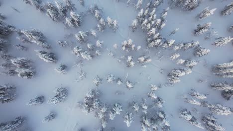 Aerial-Drone-View-Spiraling-Downwards-into-Snow-covered-Trees-in-Lapland,-Finland,-Arctic-Circle