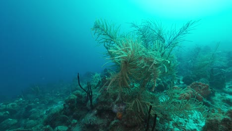 Eine-Wunderschöne-Meerespflanze,-Die-Sich-Mit-Der-Strömung-Im-Flachen-Wasser-Des-Karibischen-Ozeans-Bewegt