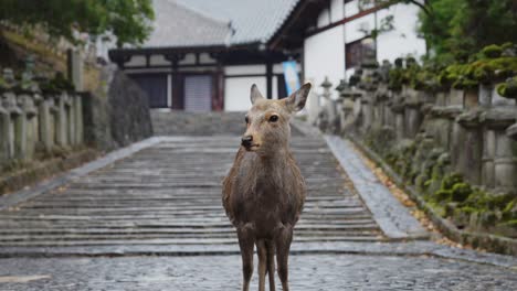 Sika-deer-standing-on-the-historic-stone-paved-street-of-Nara,-Japan,-with-ancient-temple-in-the-background,-overcast-day