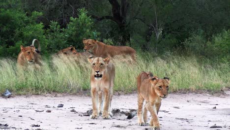 Lion-cubs-walk-on-sandy-ground,-lioness-watch-from-distance-near-tree-shadow