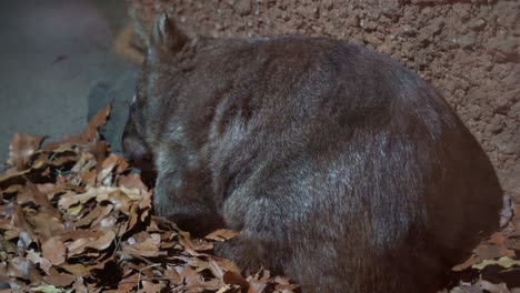 Australian-native-wildlife-species,-a-quadrupedal-marsupial-common-wombat,-vombatus-ursinus-snoozing-on-the-ground-under-the-shade-during-the-day,-close-up-shot