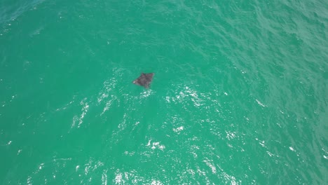 Manta-Ray-In-Palm-Beach---Gold-Coast---Queensland-QLD---Australia---Drone-Shot