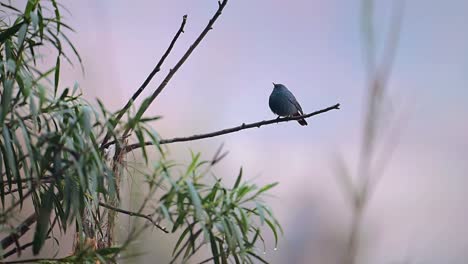 Plumbeous-water-redstart-perching-in-Forest
